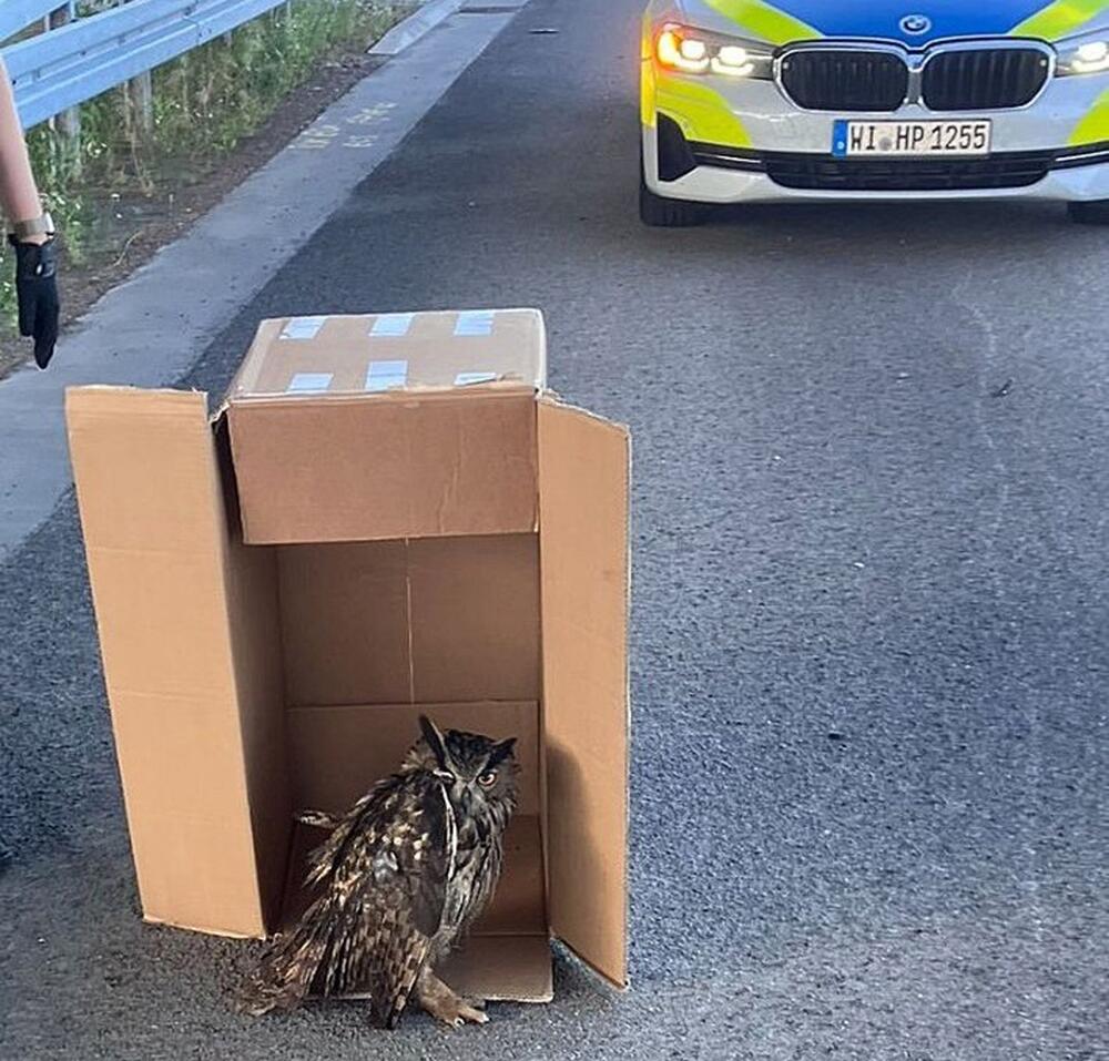 Polizei rettet verletzten Uhu