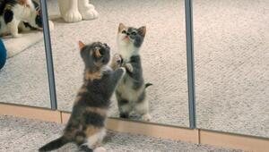 Ein Kätzchen bearbeitet einen Spiegel mit seinen Pfoten.