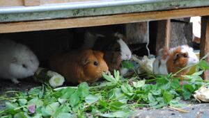 Meerschweinchen in einem Gehege