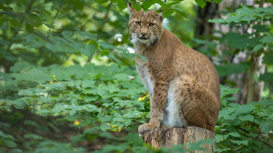 Luchs Wald