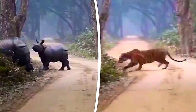 Überlebenskampf: Nashorn-Mutter verteidigt Kalb gegen Tiger