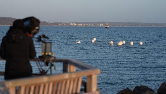 Wal an der Ostseeküste gestrandet