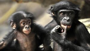zwei Bonobos, die nebeineinander sitzen. 