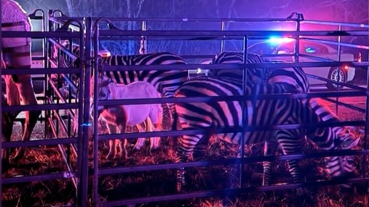 Zebras auf der Straße in einem Zaun