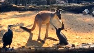 Känguru gegen Kormoran