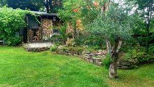 Olivenbaum, Garten