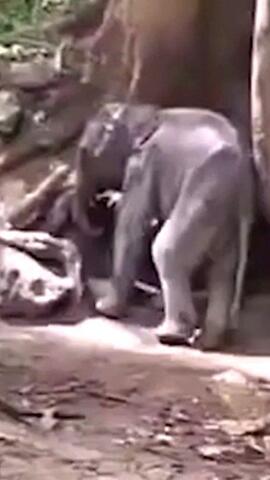 Wildhüter retten Elefantenbaby in Thailand