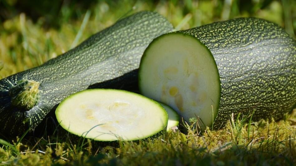 zucchini vorziehen