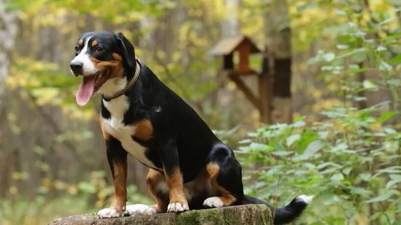 Hund im Wald