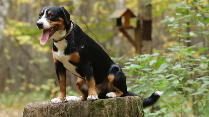 Hund im Wald