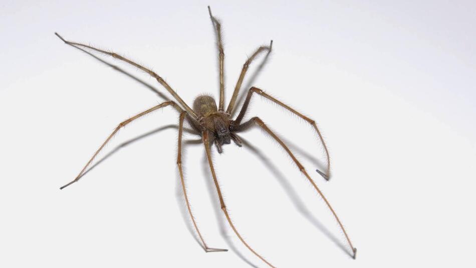 Hauswinkelspinne