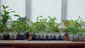 Gemüse auf der Fensterbank schon im Januar vorziehen