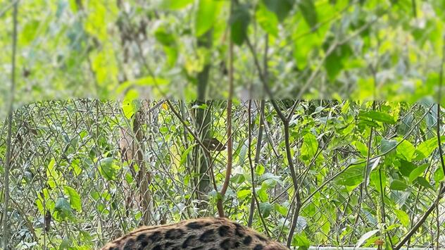 Neue Katzenart in Bolivien entdeckt