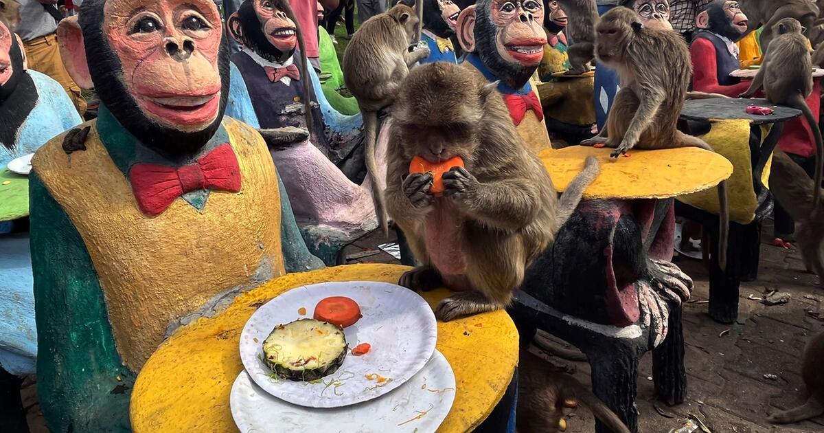 Travel: Thailand's Monkey City: Tourist Magnet Becomes A Nuisance 4 