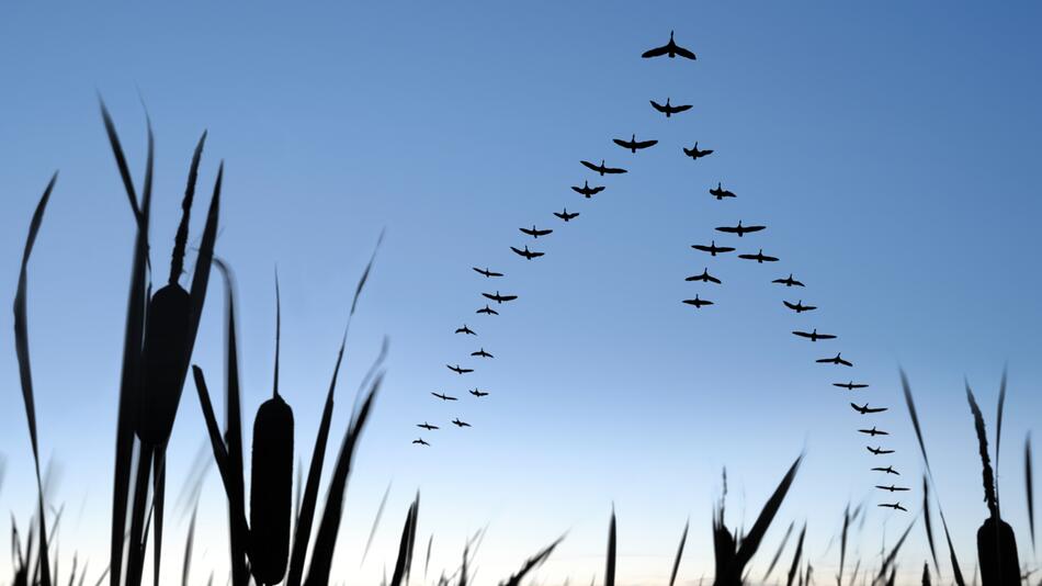 Vögel, Zugvögel, Vogelzug, Natur, Klimawandel