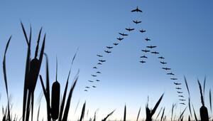 Vögel, Zugvögel, Vogelzug, Natur, Klimawandel