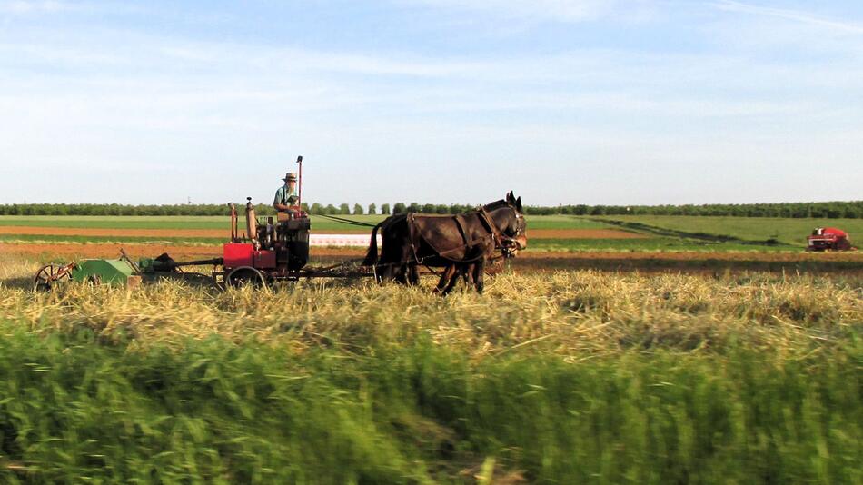 Ein amischer Bauer mäht auf einem Feld