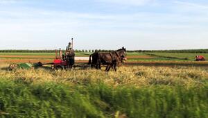 Ein amischer Bauer mäht auf einem Feld