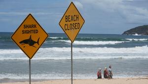 Haiangriffe in Australien