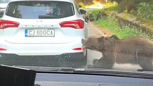 Biss in die Stoßstange: Bär in Rumänien reißt Autoteil von Wagen