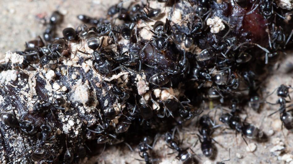 Tapinoma magnum, Ameisen, Invasive Arten