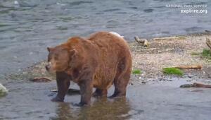 "Fat Bear"-Wahl in Alaska - Wer siegt als dickster Braunbär?