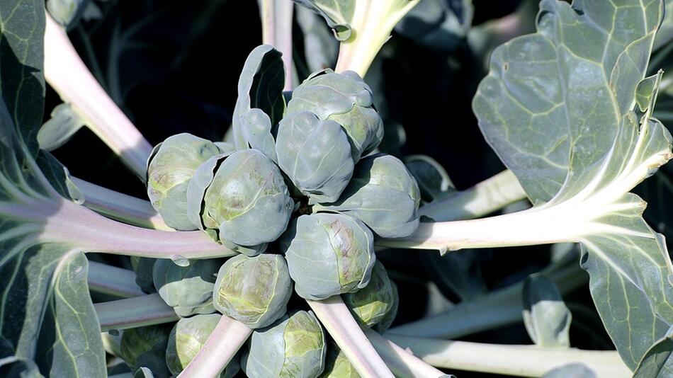 rosenkohl pflanzen