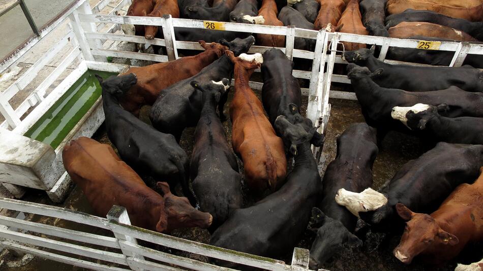 Rinder in Argentinien