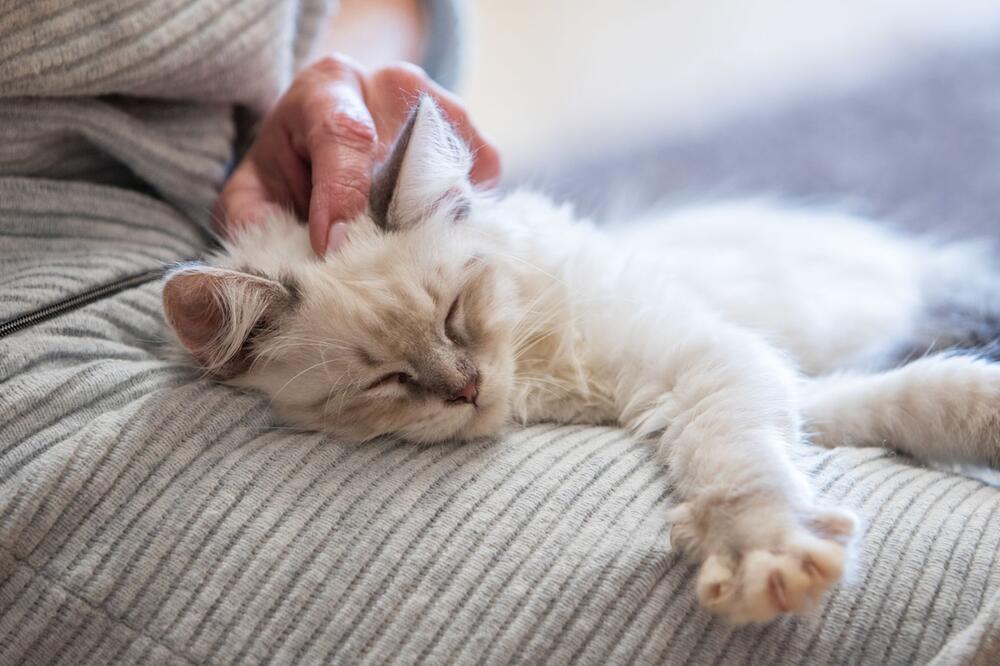 Eine Frau streichelt eine Katze