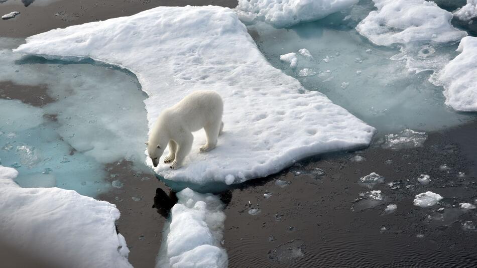 Eisbär steht im Nordpolarmeer auf eine Eisscholle