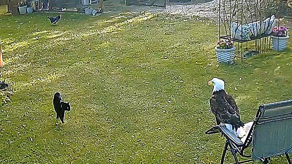Adler attackiert Huhn – heldenhafte Katze schlägt zurück