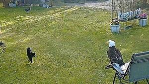 Adler attackiert Huhn – heldenhafte Katze schlägt zurück