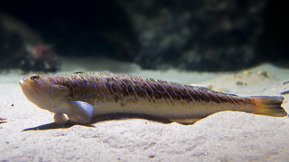 Giftiger Fisch an deutschen Stränden: Vorsicht vor dem Petermännchen!