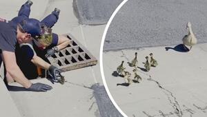 Familie wiedervereint: Feuerwehr rettet Entenküken aus Gully