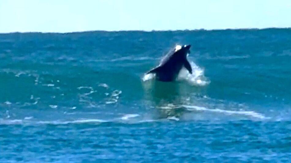 Tierischer Wellenreiter: Delfin surft wie ein Profi vor Australiens Küste