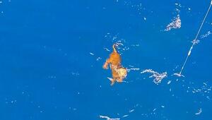 Allein im Ozean – Fischer retten schwimmenden Hund