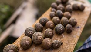 Schnecken in Frankreich