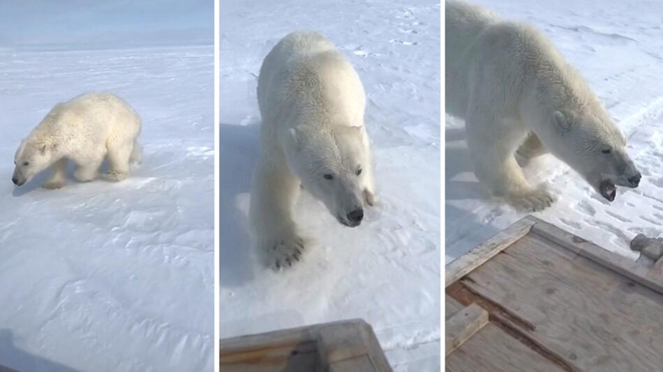 Eisbär