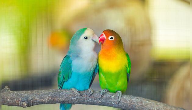 Was sagt die virale "Bird Theory" wirklich über Beziehungen aus?