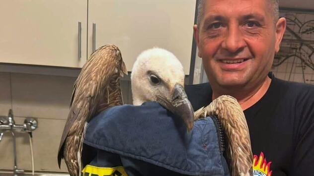 Gänsegeier verhindert Flugzeugstart