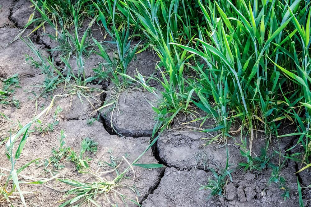 Trockenheit in der Landwirtschaft