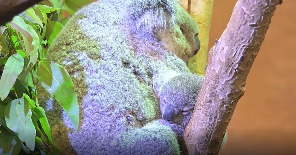 KoalaBaby wird Öffentlichkeit GMX.AT