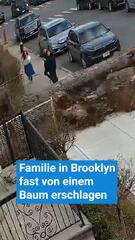 Familie fast von einem Baum erschlagen