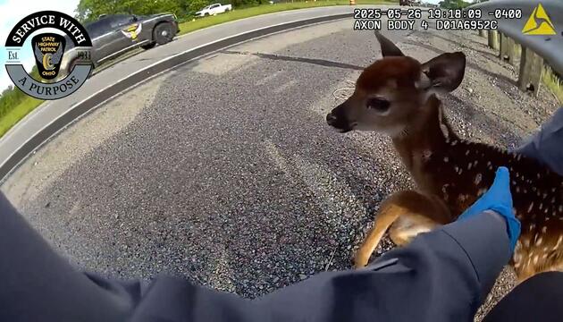 Tierische Rettungsaktion: Polizistin rettet Rehkitz von stark befahrenem Highway