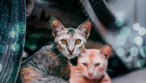 Irrtümer über Straßenkatzen