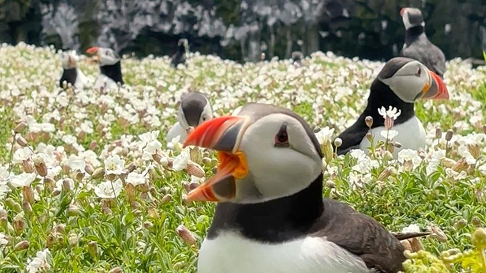 Insel voller Papageientaucher: Tourist nähert sich entzückenden Meeresvögeln