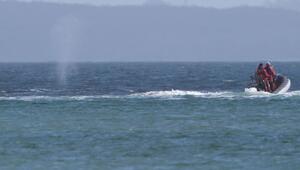 Wal an der Ostseeküste wieder frei