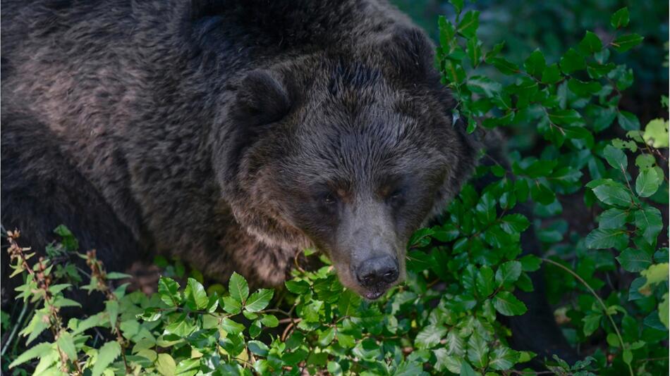 Bär Trentino