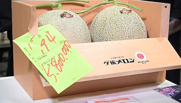 Teuersten Melonen der Welt: Früchte erzielen Rekordsumme in Japan