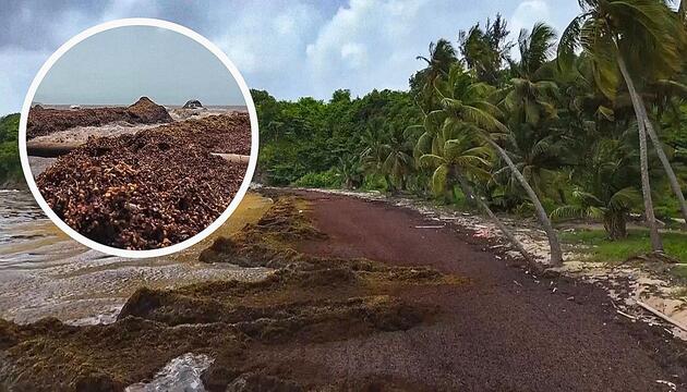 Braune Flut statt blaues Meer: Tonnen Algen verpesten Karibikstrände